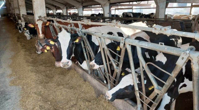 Продават на търг най-голямата кравеферма в региона