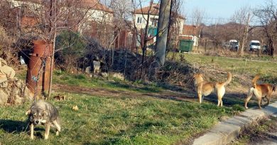 Няма нито едно регистрирано домашно куче в 18 населени места от общината