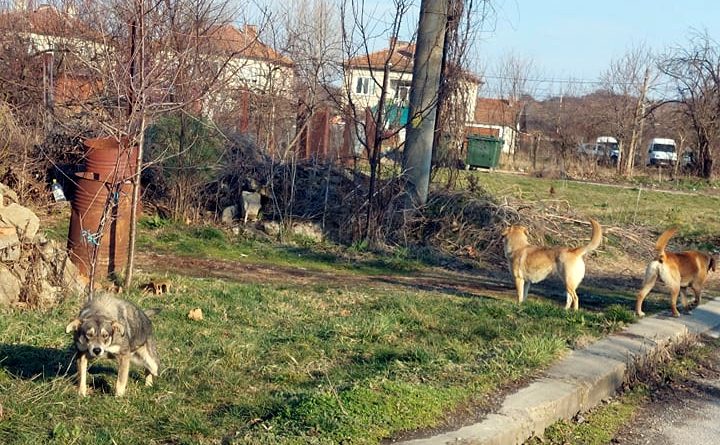 Няма нито едно регистрирано домашно куче в 18 населени места от общината