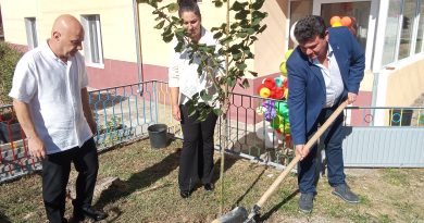 засаждане на дръвчета