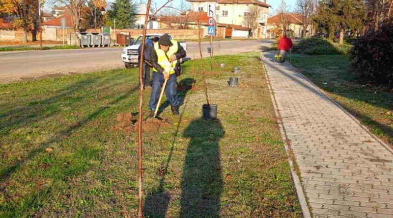 разсадници дариха широколистни дървета за Павликени