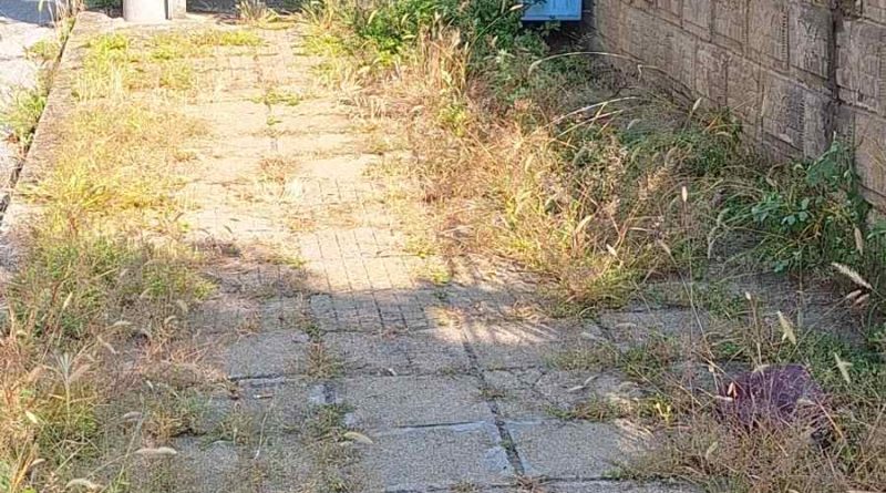 бурени