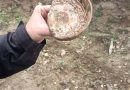 сграфито