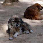 безстопанствените кучета